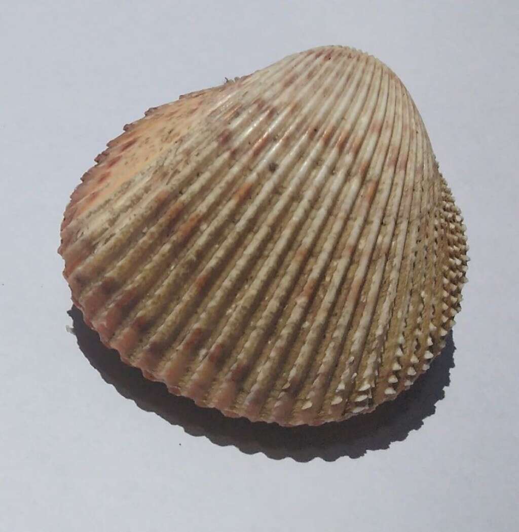 Image of Dallocardia muricata (Linnaeus 1758)