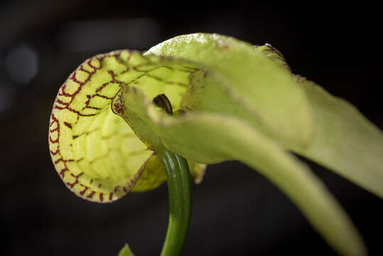 Image of Bulbophyllum arfakianum Kraenzl.