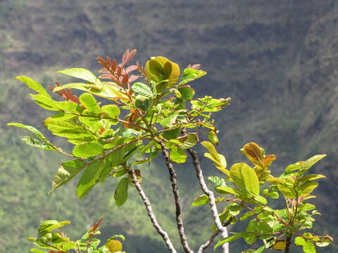 Sivun Rhus sandwicensis A. Gray kuva