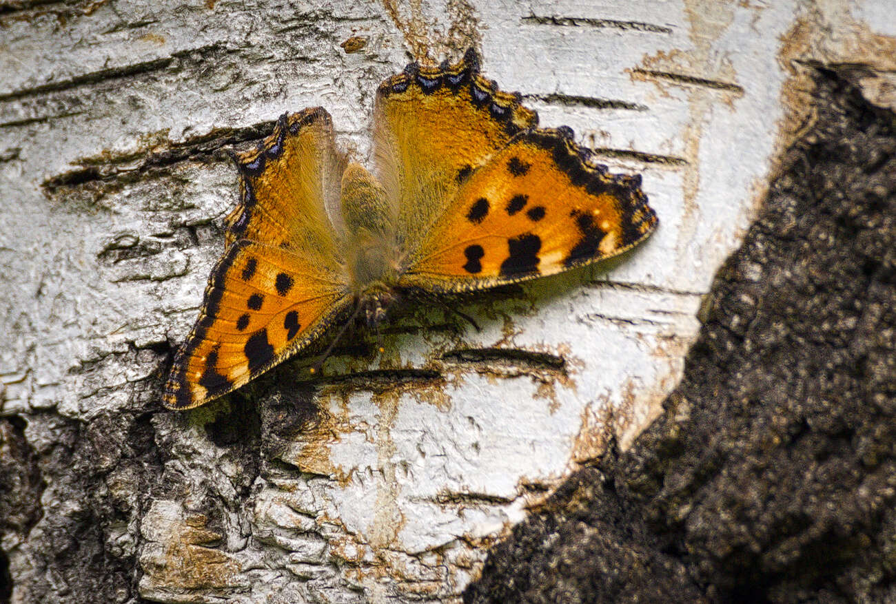 Nymphalis polychloros Linnaeus 1758 resmi