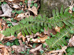 Plancia ëd Polystichum acrostichoides (Michx.) Schott