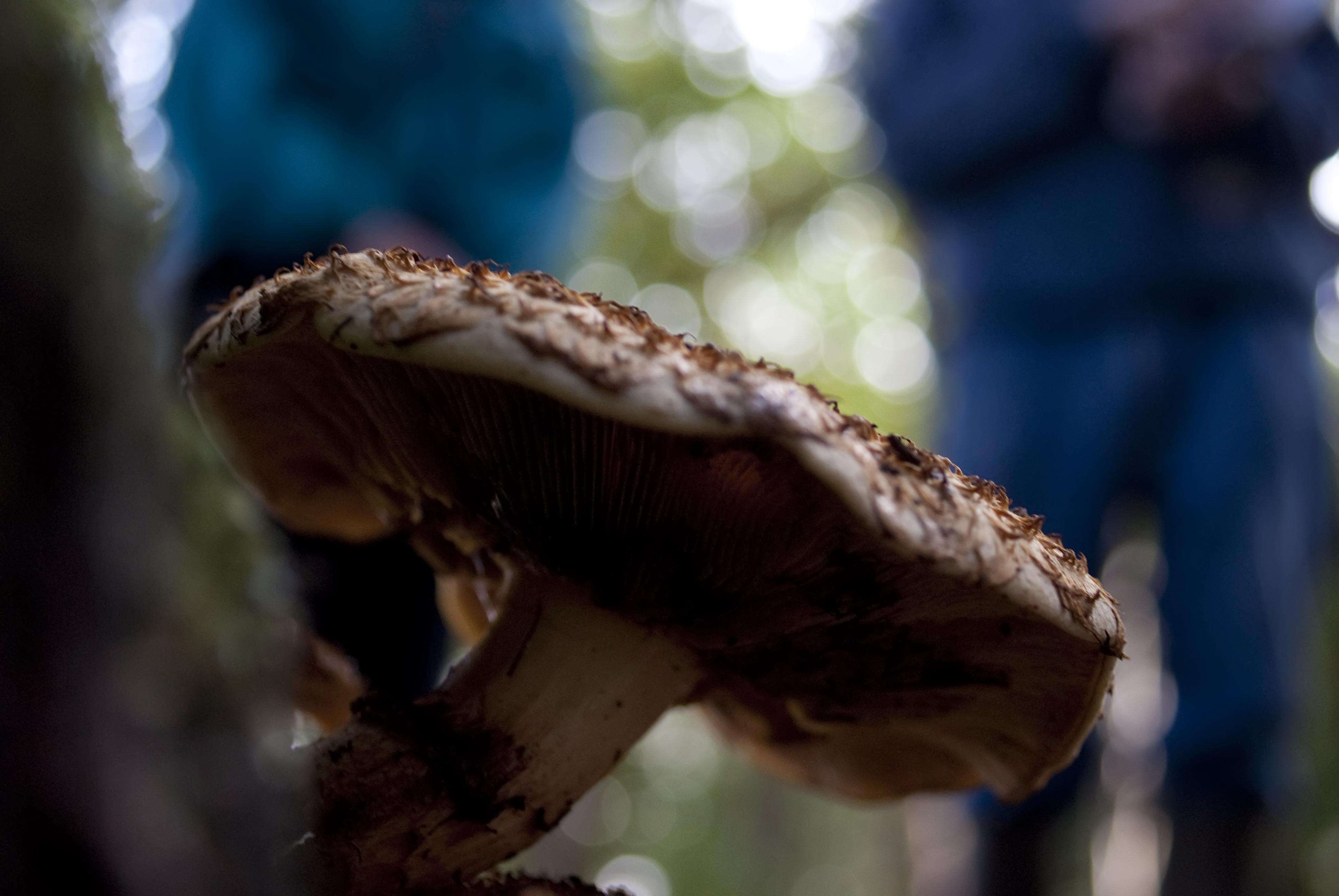 Pholiota squarrosa (Vahl) P. Kumm. 1871 resmi