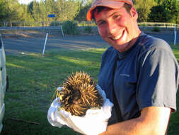 Image of echidnas