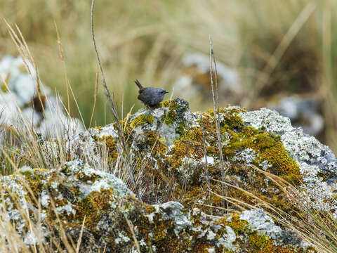 Image of Jalca Tapaculo