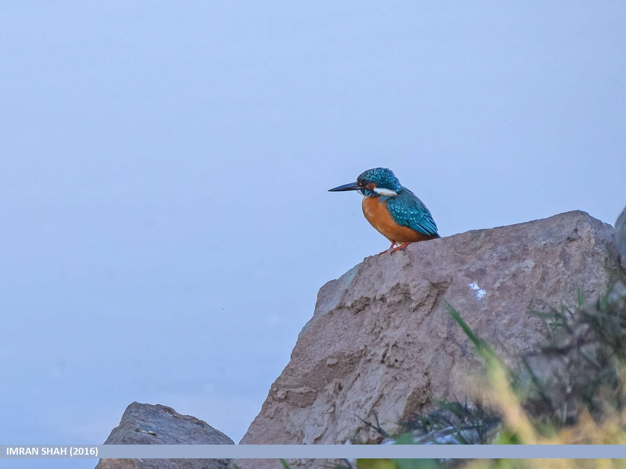 Image of Common Kingfisher