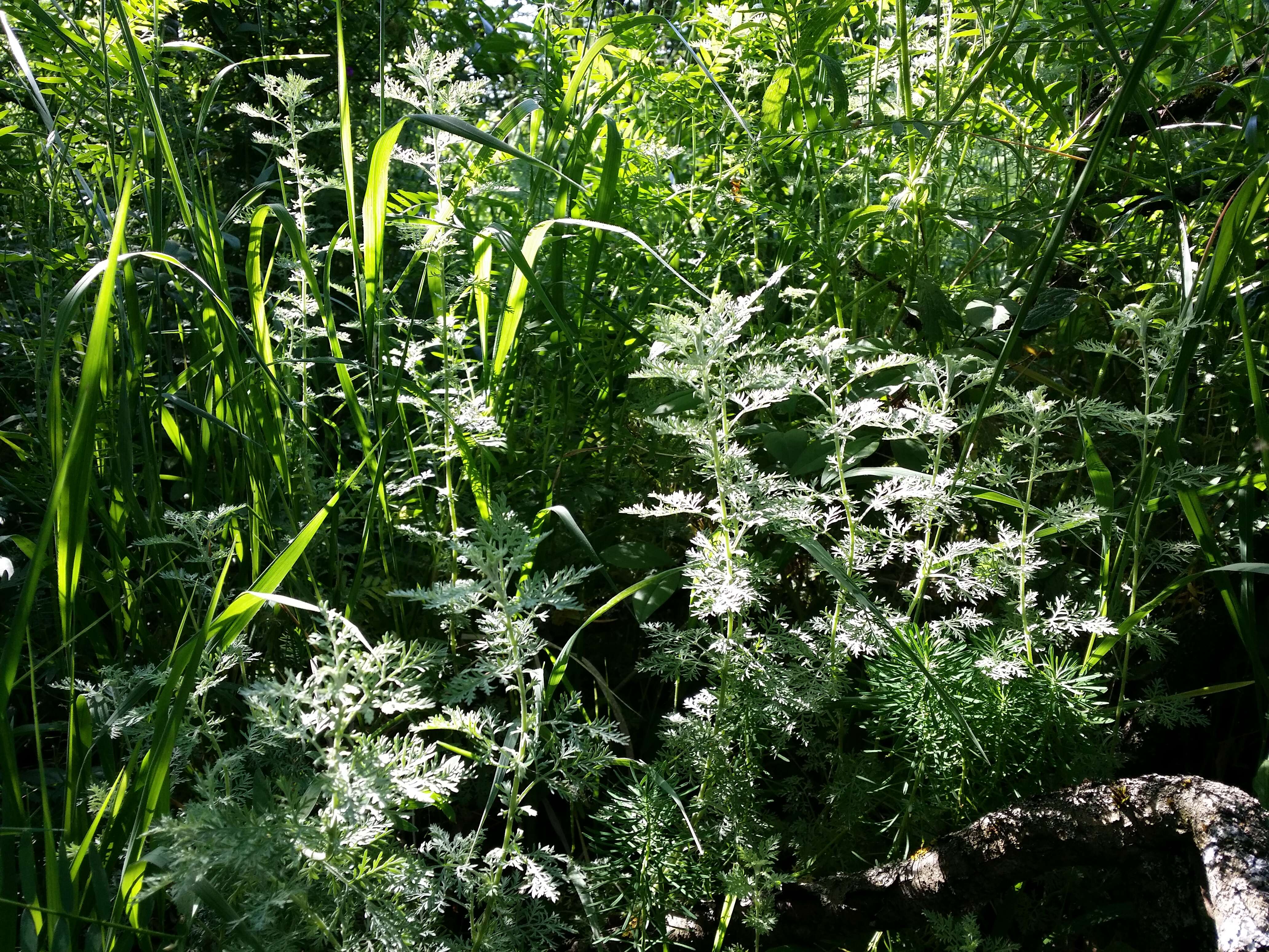 Image of Roman wormwood