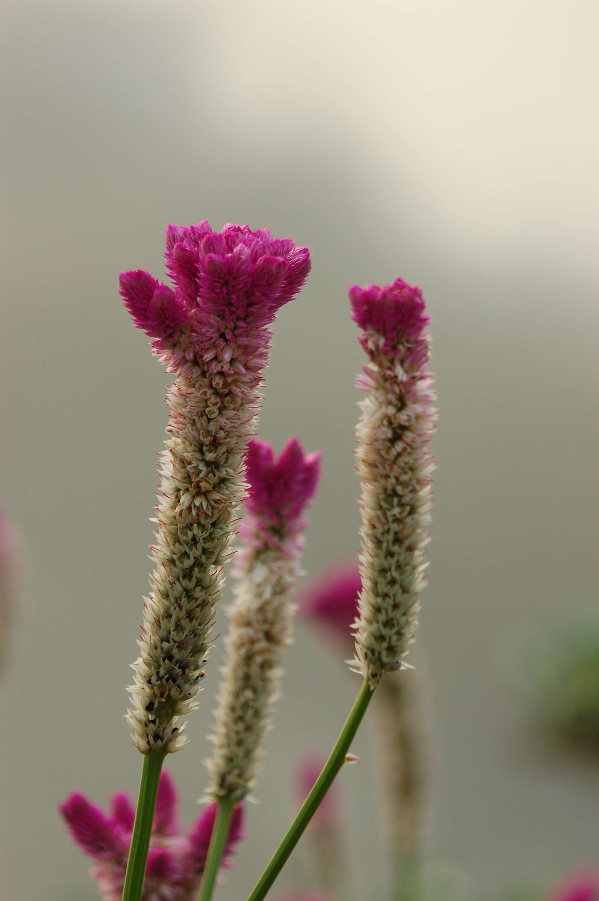 Imagem de Celosia argentea L.