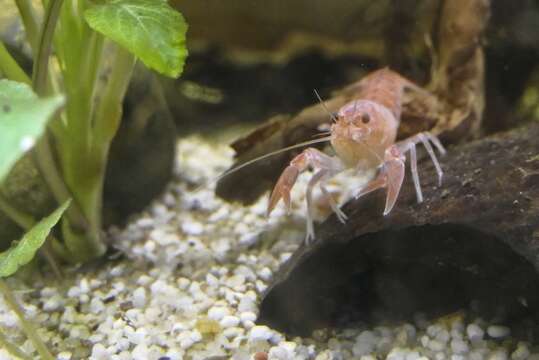 Image of Cherax destructor