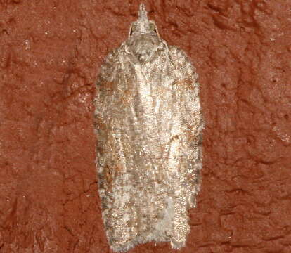 Image of Acleris maximana Barnes & Busck 1920