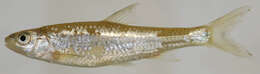 Image of Spottail Shiner