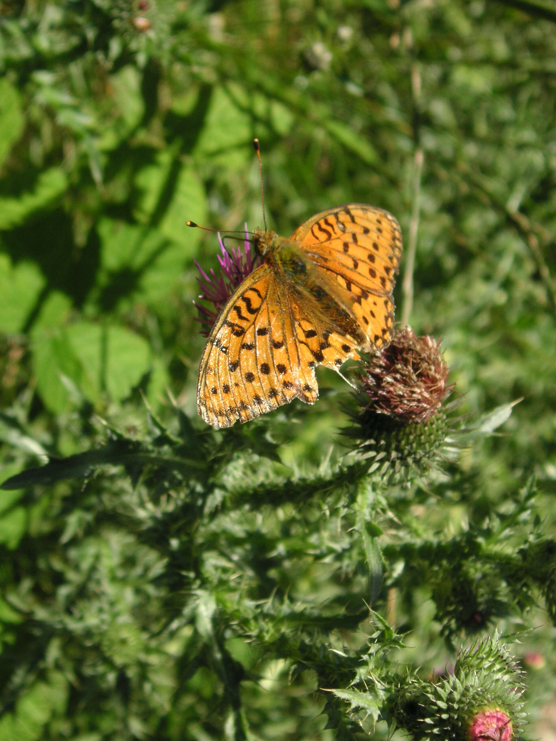 Image of Speyeria aglaja