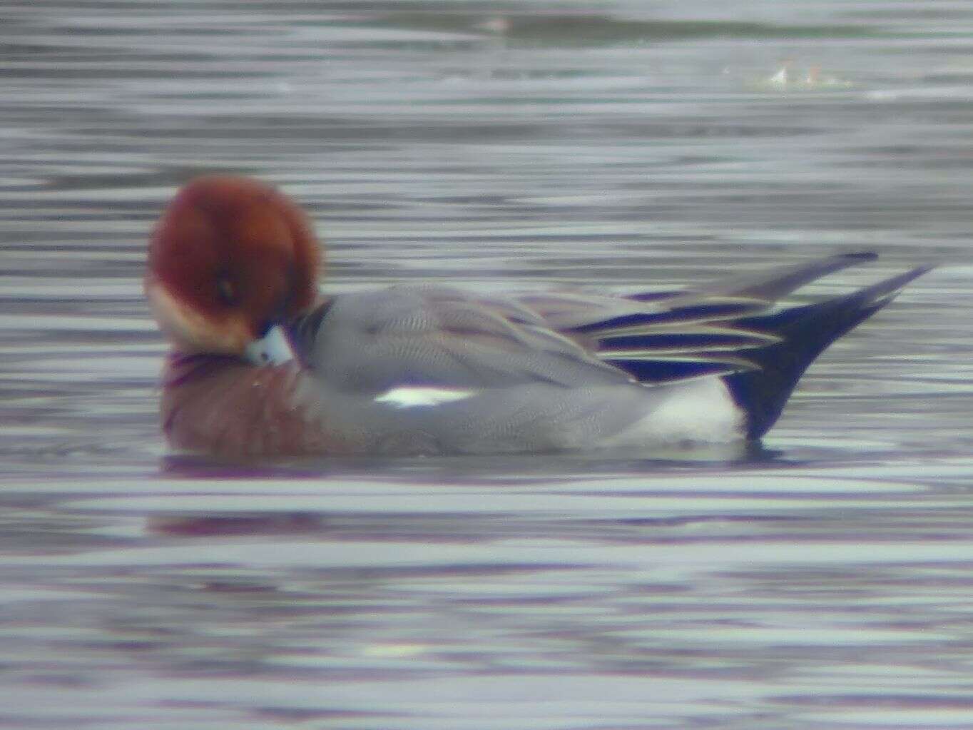 Image of Eurasian Wigeon