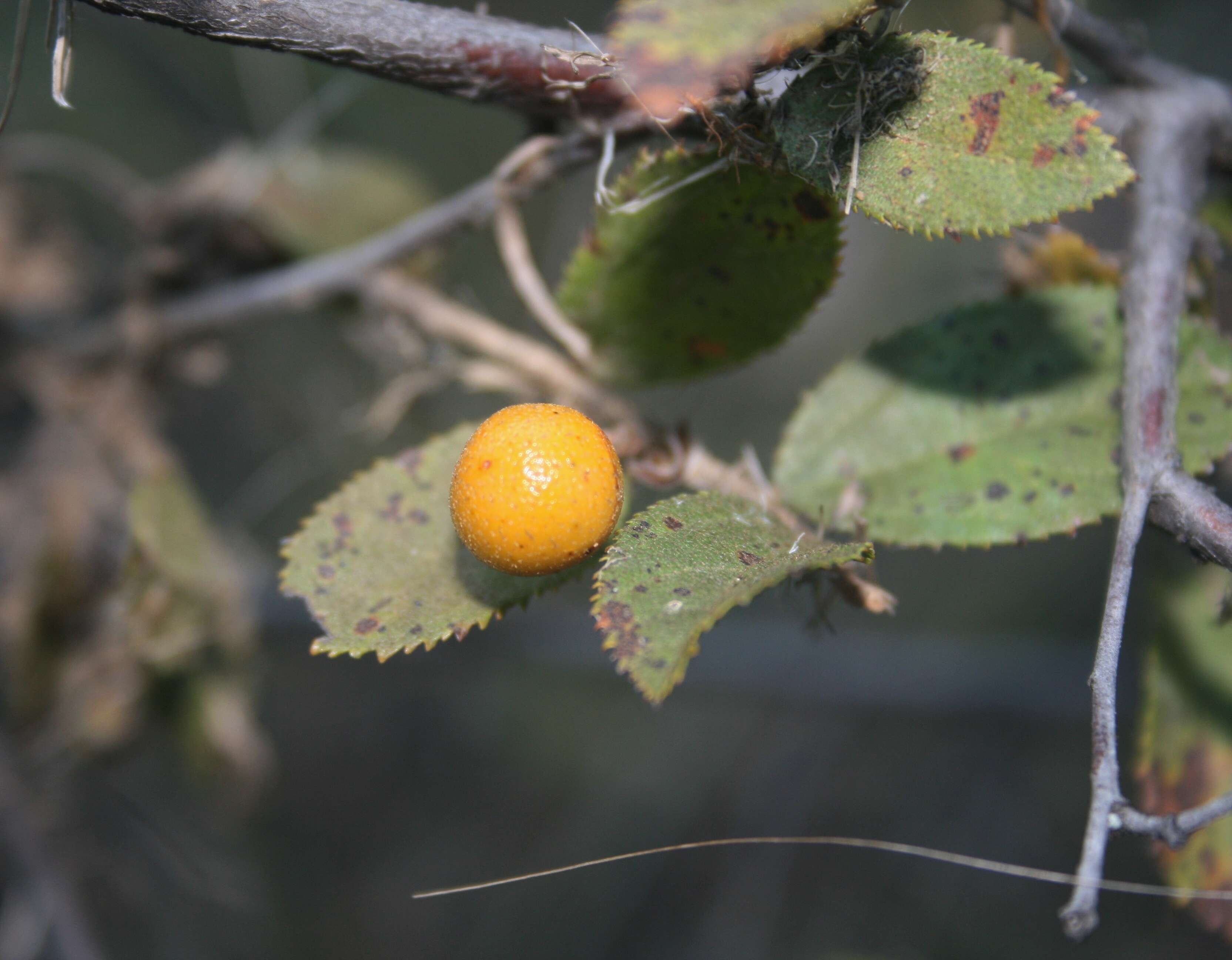 Image de Grewia flavescens Juss.