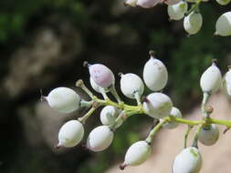 Image of Berberis aristata DC.