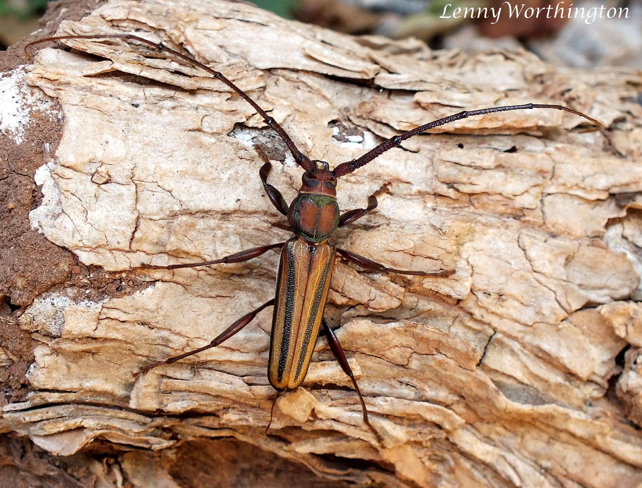 Image of Monkeypod roundheaded borer