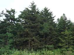 Image of Sakhalin Spruce