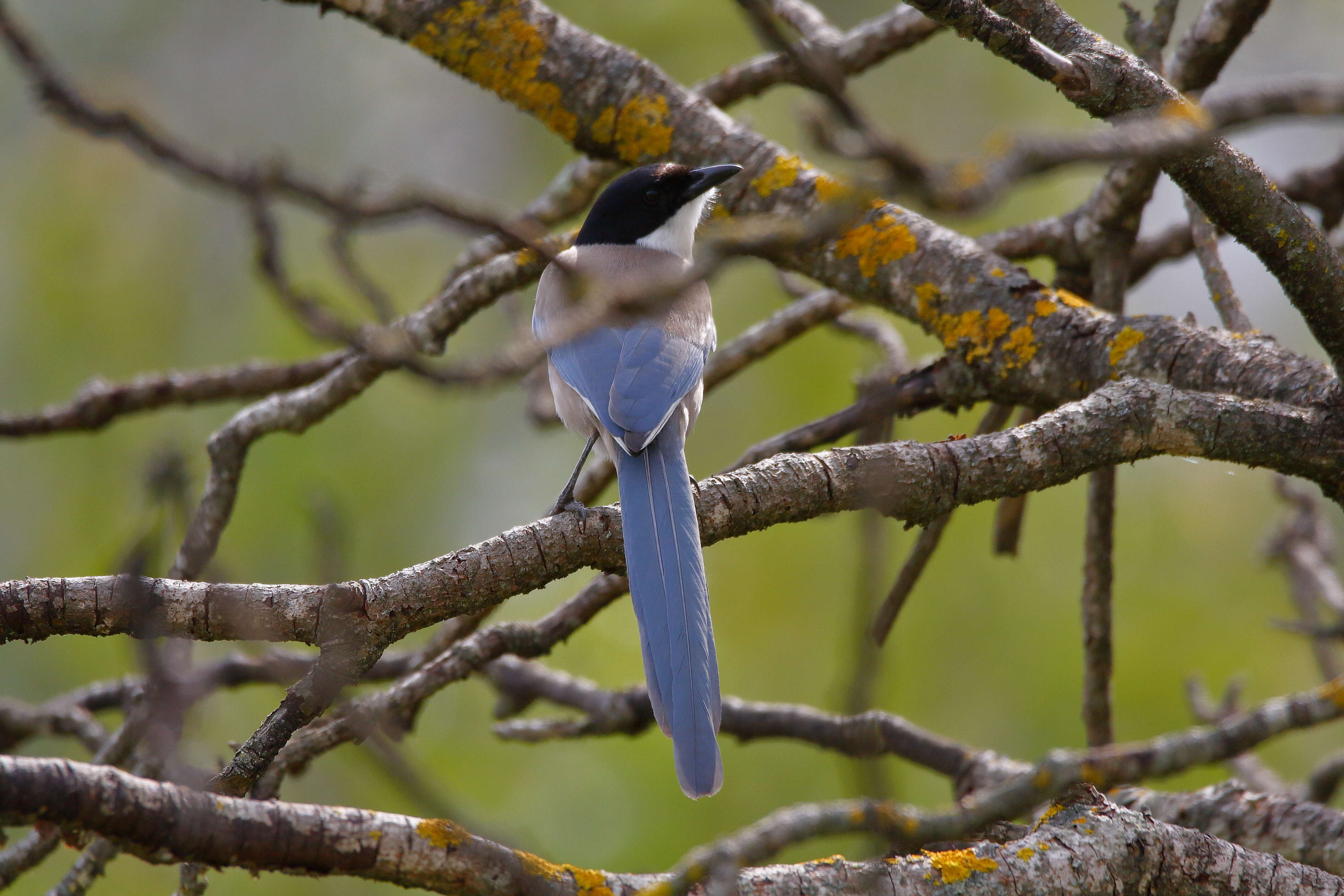 Image of Iberian Magpie