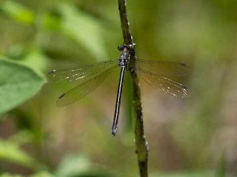 Image of Amber-winged Spreadwing