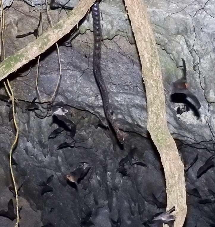 Image of Puerto Rican Boa