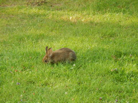 Image of snowshoe hare