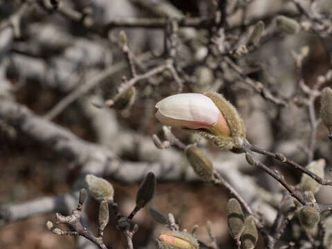 Image of Star Magnolia