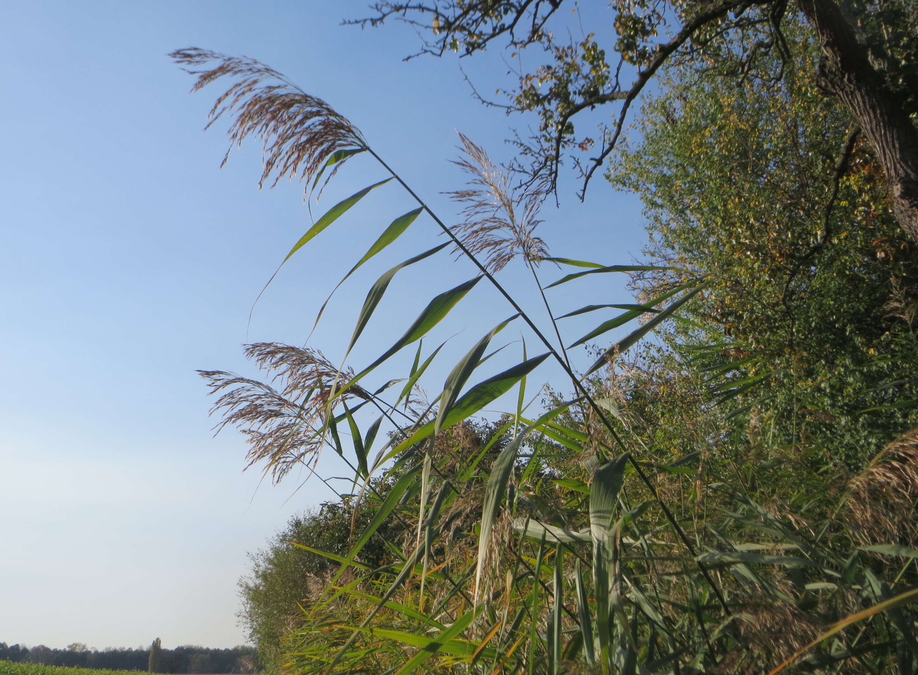 Image of common reed