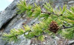 Larix occidentalis Nutt. resmi