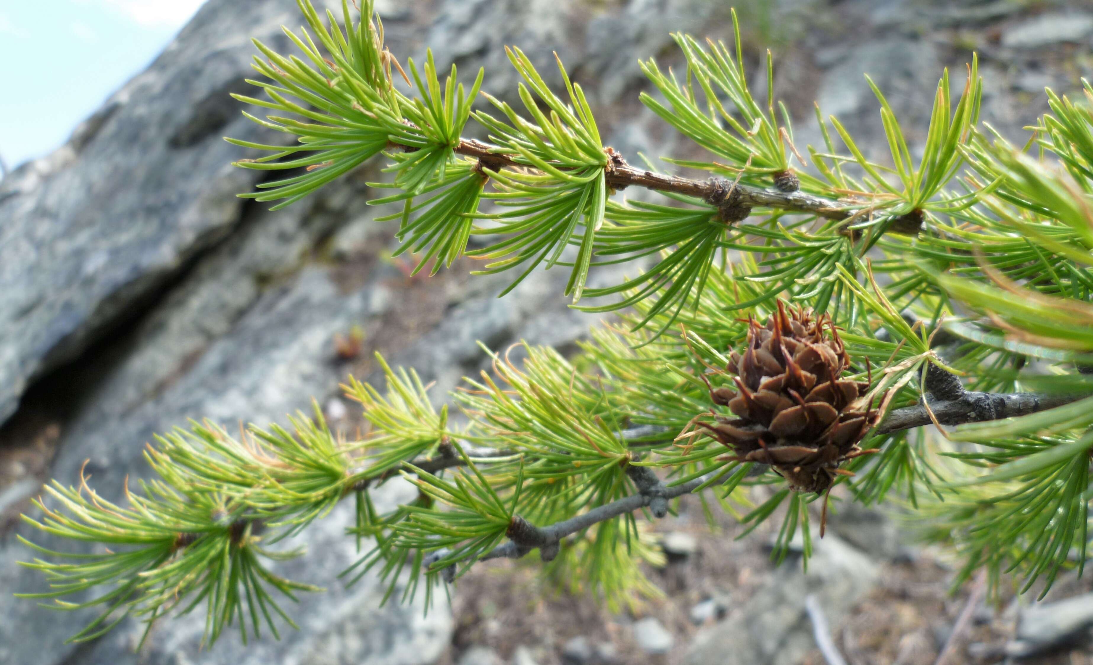 Larix occidentalis Nutt. resmi