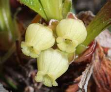 Image of Alpine bearberry