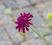 Слика од Knautia macedonica Griseb.