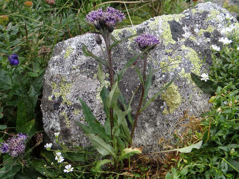 Image of Saussurea alpina (L.) DC.