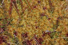 Image of papillose sphagnum