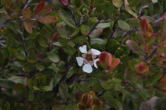 Sivun Leptospermum javanicum Bl. kuva