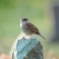 Image of Dunnock