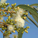 Image de Eucalyptus canaliculata Maiden