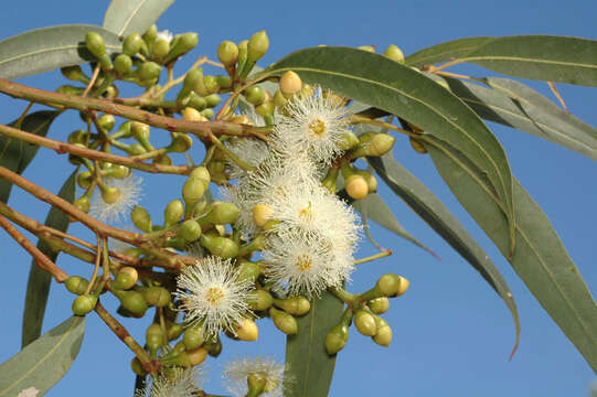 Image of Eucalyptus canaliculata Maiden