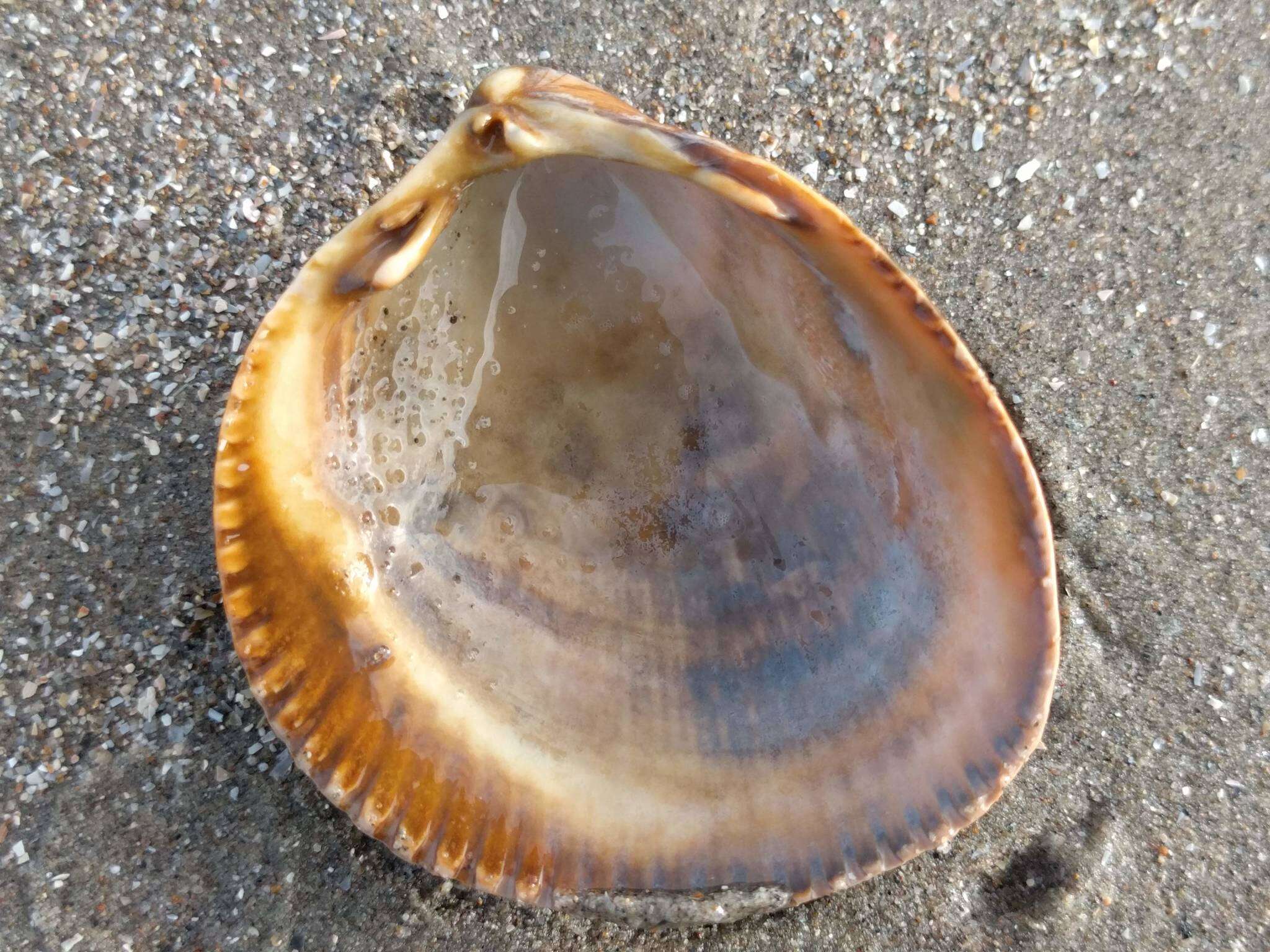 Image of Norway cockle