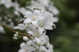 Image of Hydrangea febrifuga (Lour.) Y. De Smet & Granados