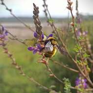 Слика од Bombus sonorus Say 1837