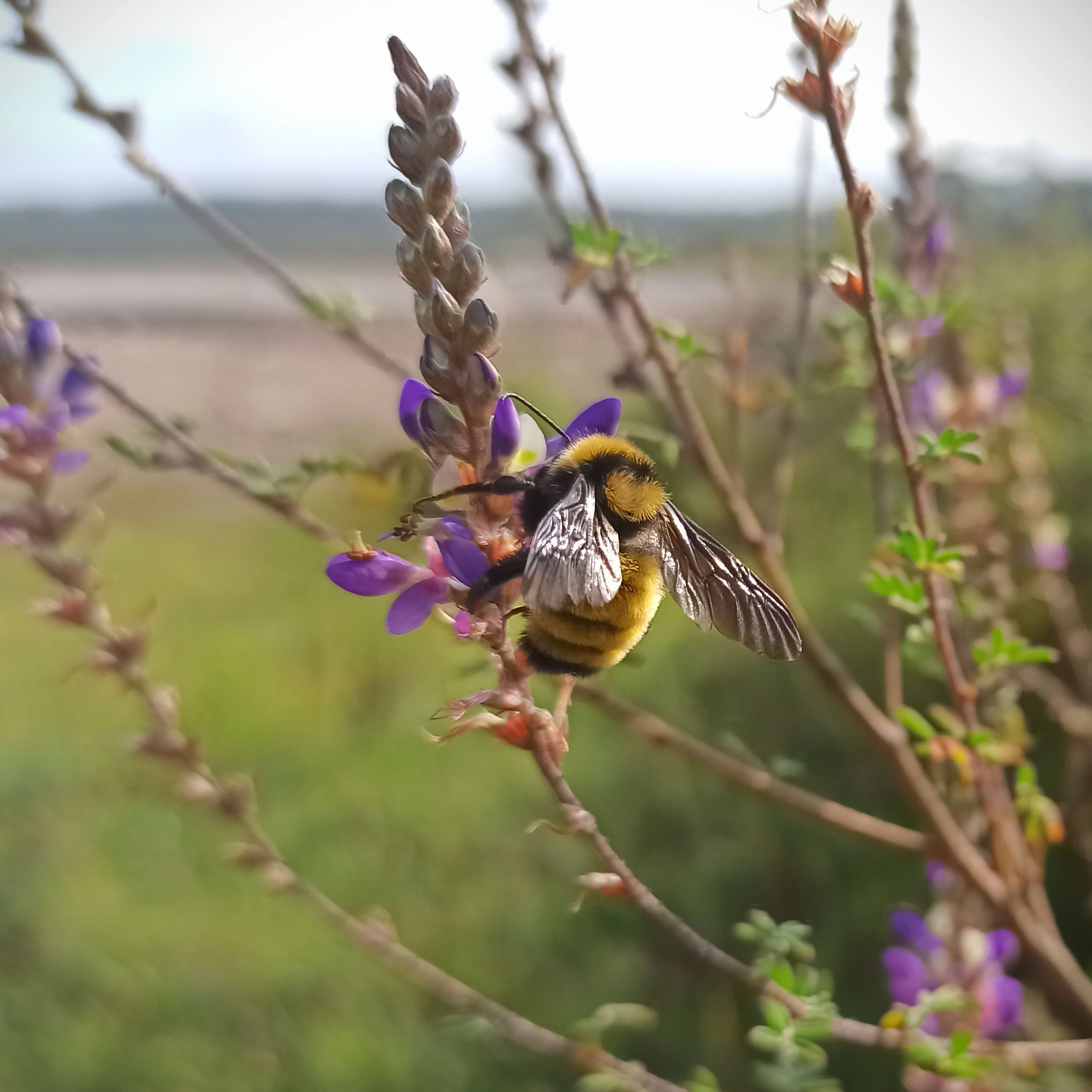 Слика од Bombus sonorus Say 1837