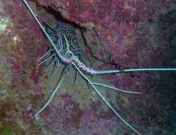 Image of Painted Spiny Lobster