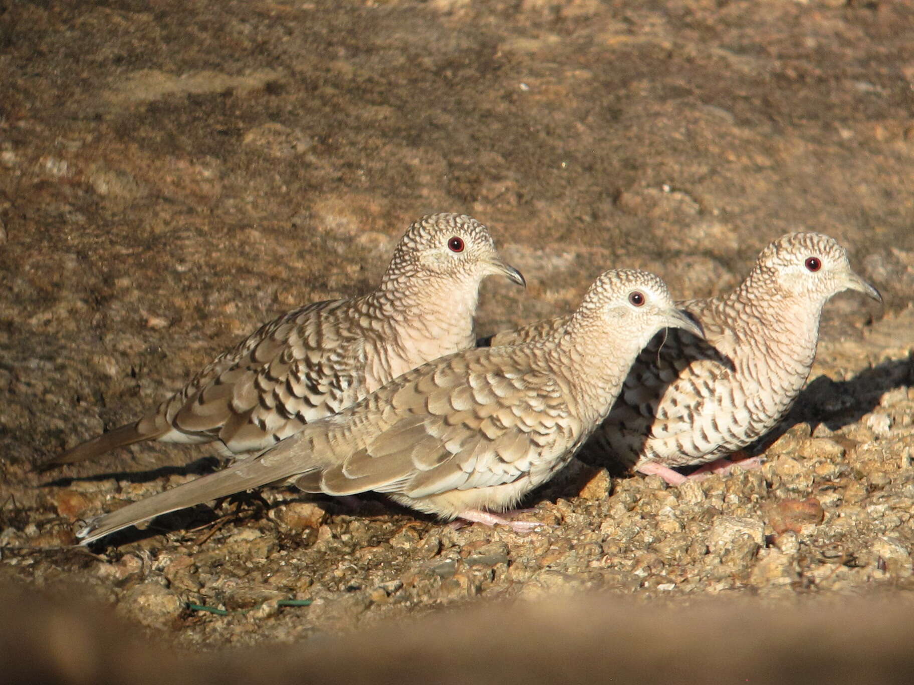 Image of Scaled Dove