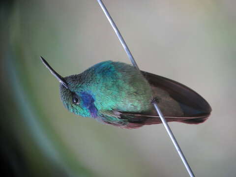 Image of Lesser Violetear