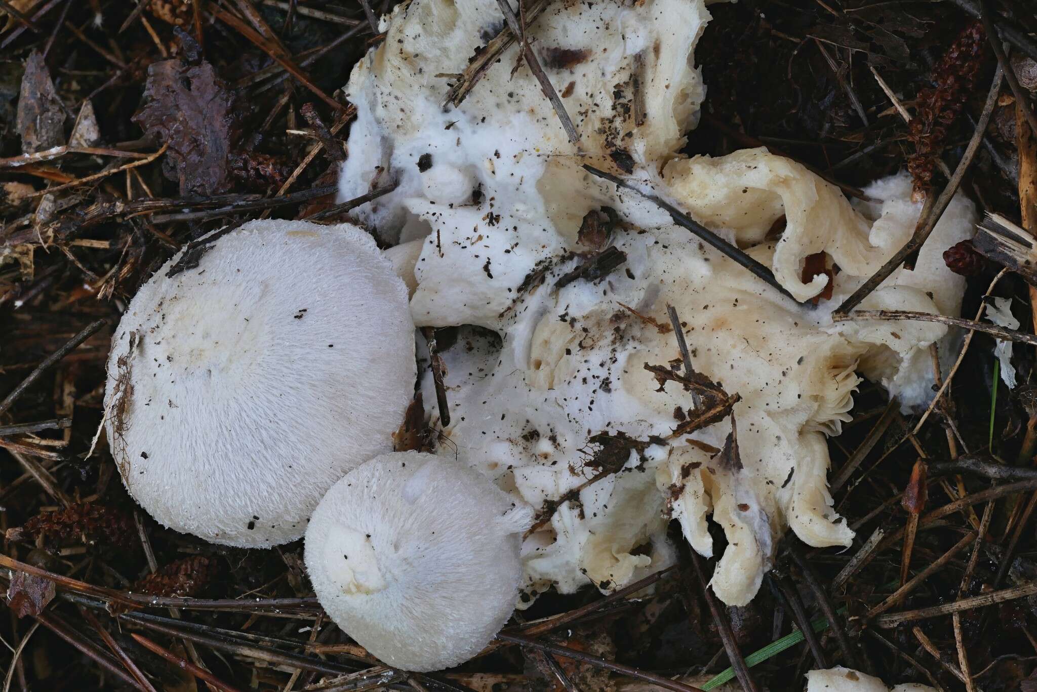 Image of Volvariella surrecta (Knapp) Singer 1951