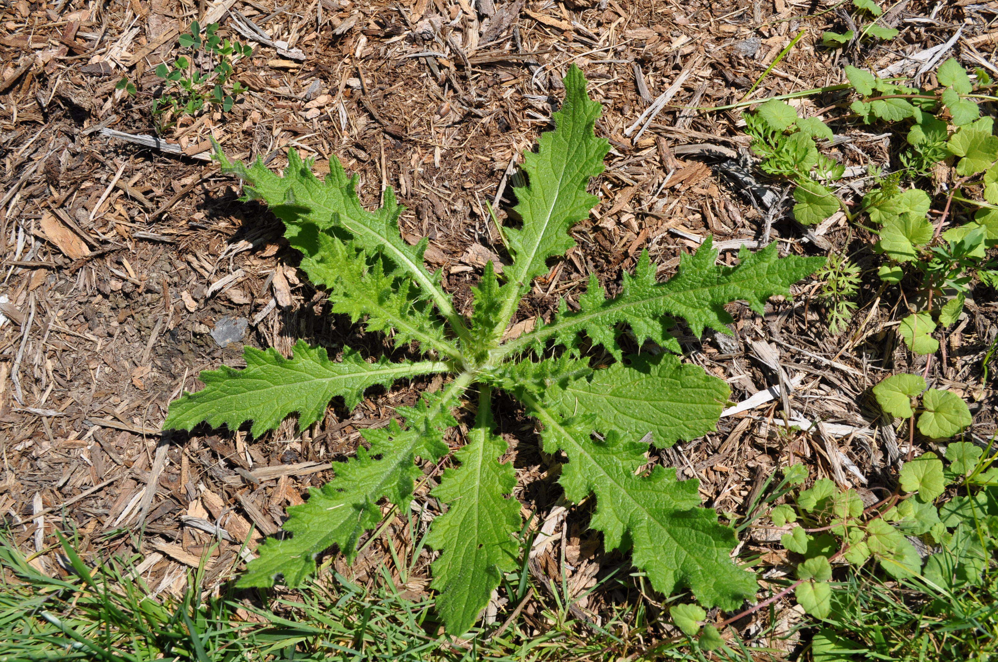 Image of Spear Thistle