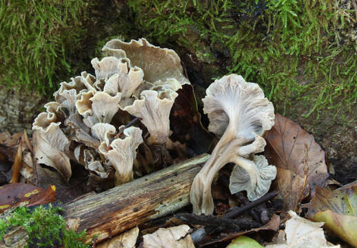 Image of Pseudocraterellus undulatus (Pers.) Rauschert 1987