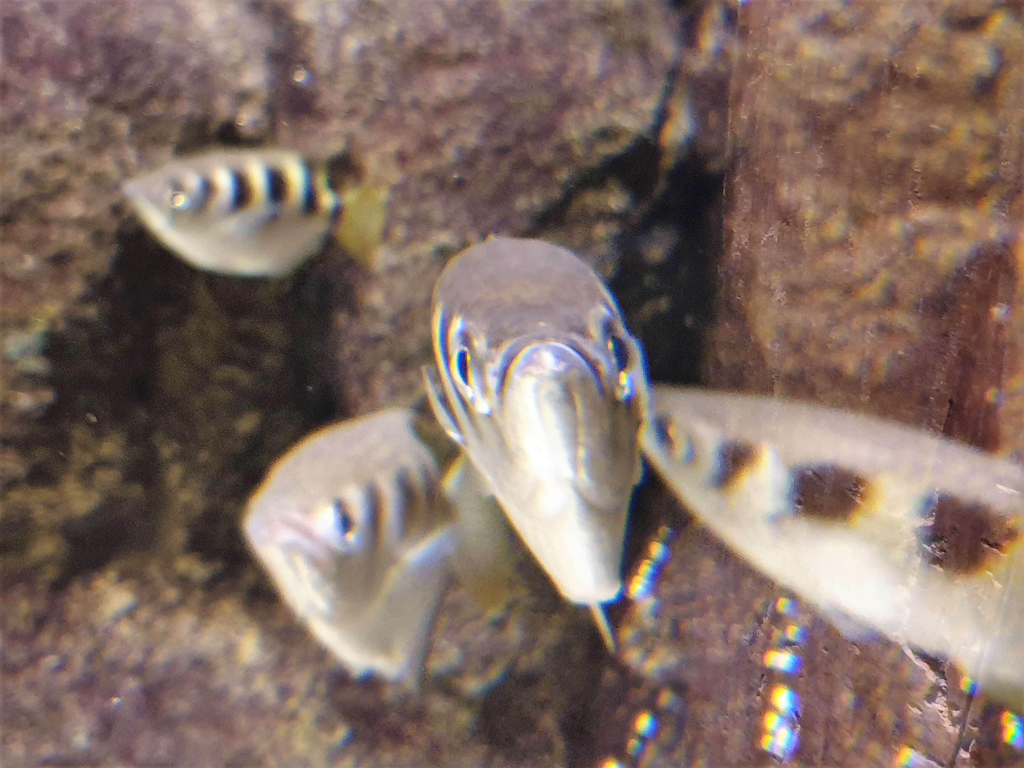 Image of Banded Archerfish