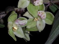 Imagem de Epipactis purpurata Sm.