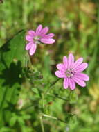 Image of hedgerow geranium