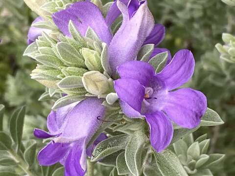 صورة Eremophila mackinlayi F. Muell.